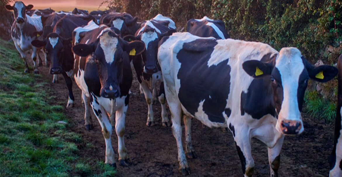cows on path