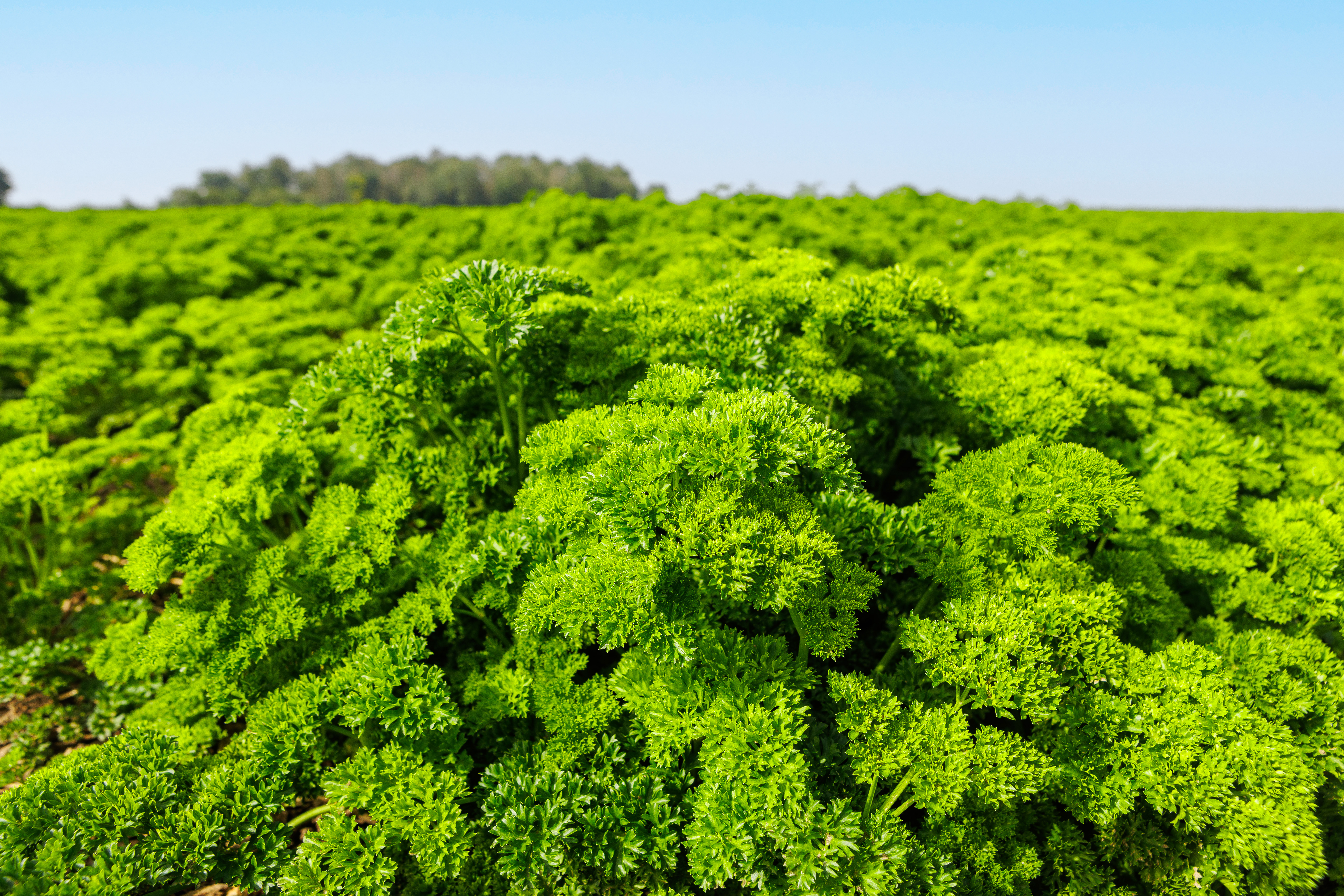 Parsley with blue sky