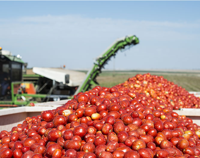 Tomatoes being harvested