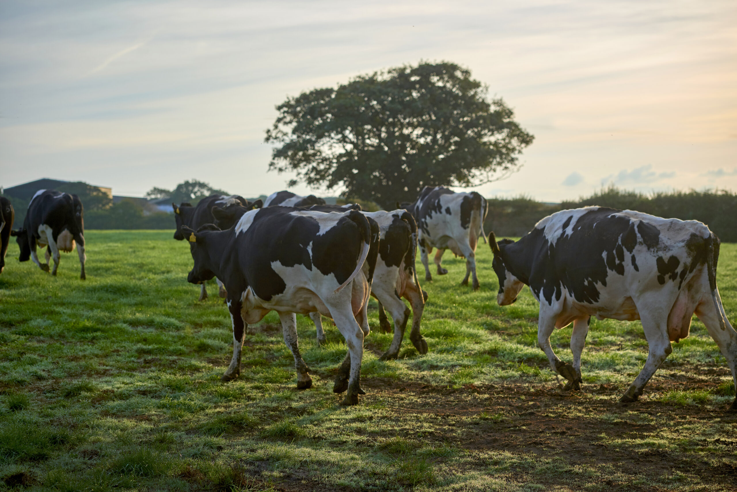 A group of cows walking away across a field