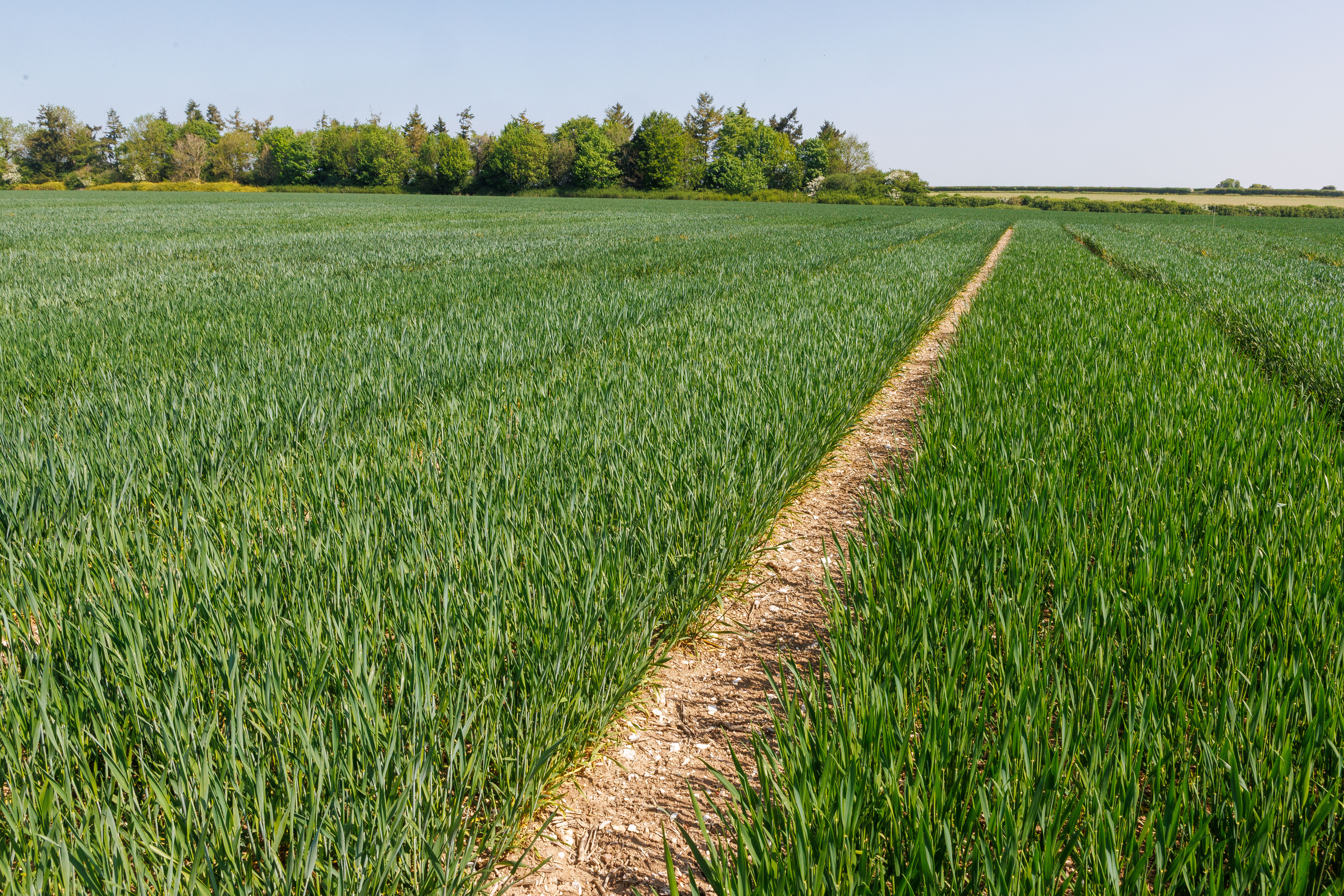 wheat field